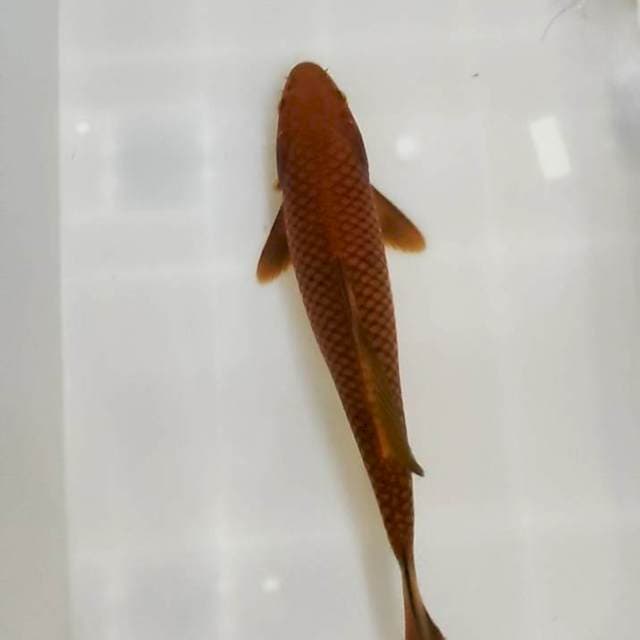 Cagoi tembaga 32 cm
