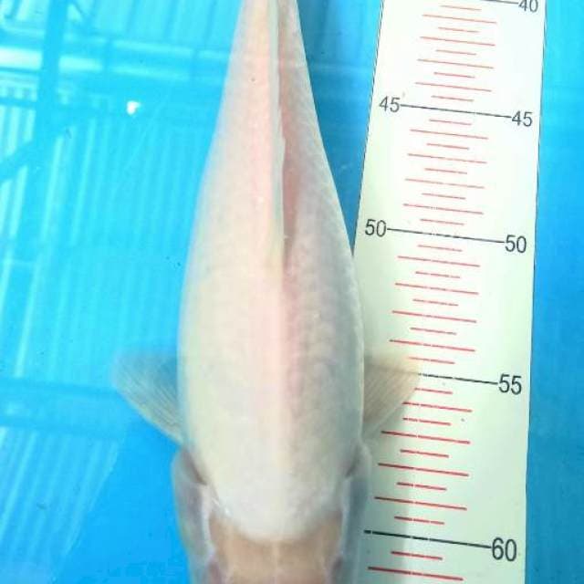 Tc kohaku 32cm
