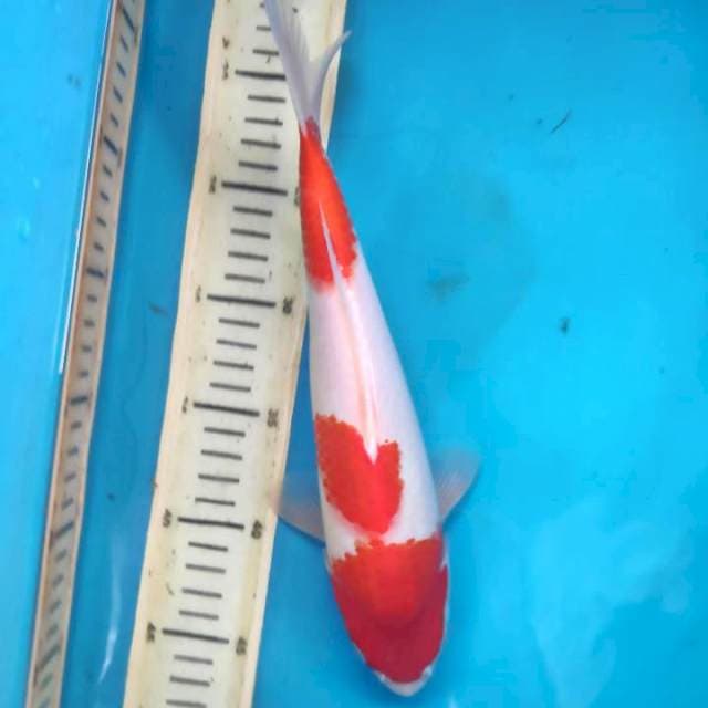 Kohaku 28cm