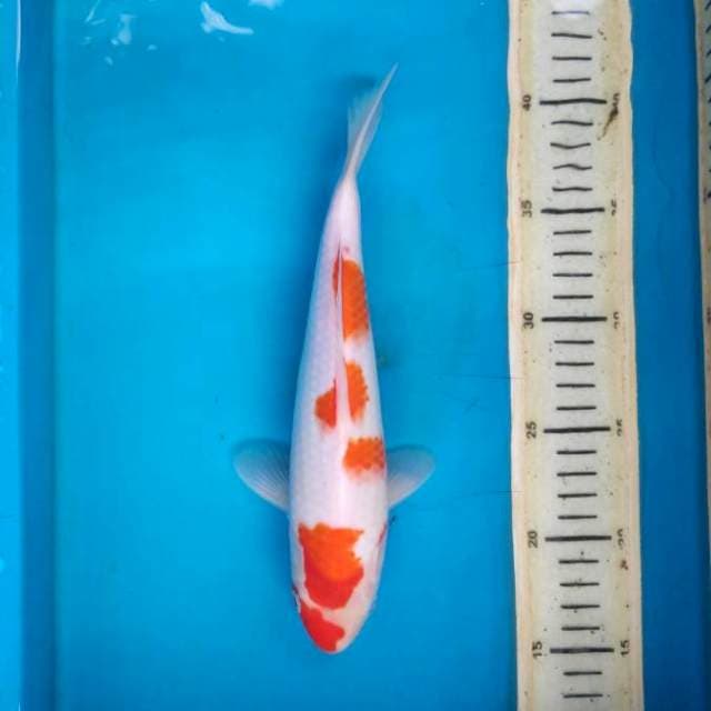 Kohaku 25cm
