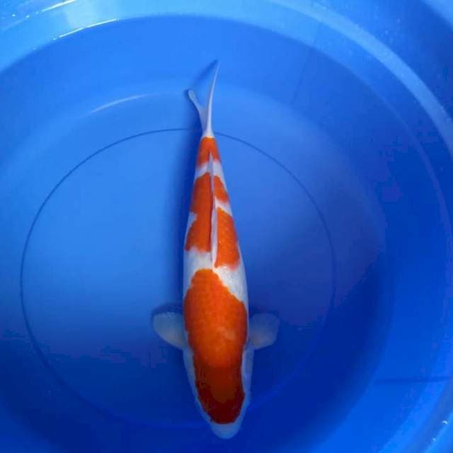 Kohaku
