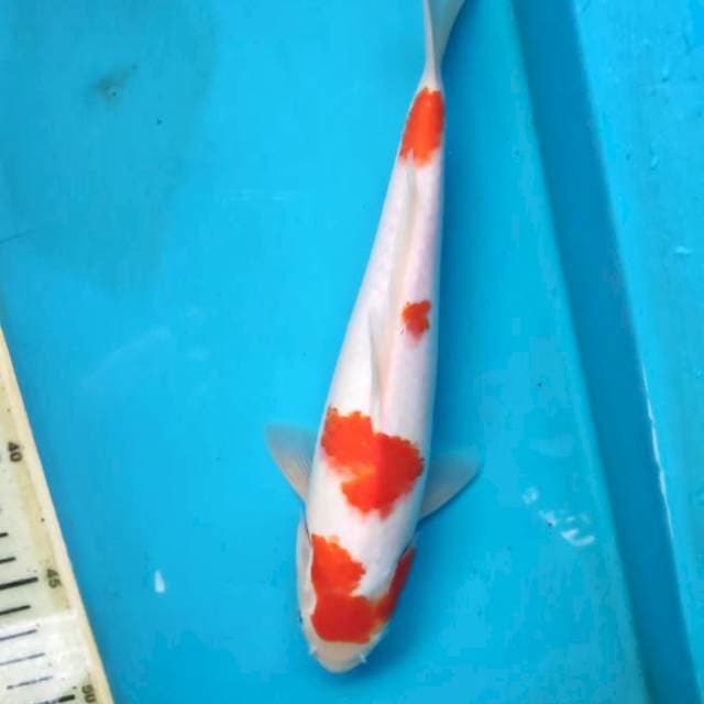 Kohaku 26cm