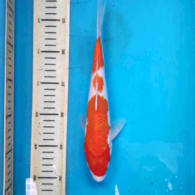 Kohaku 25cm