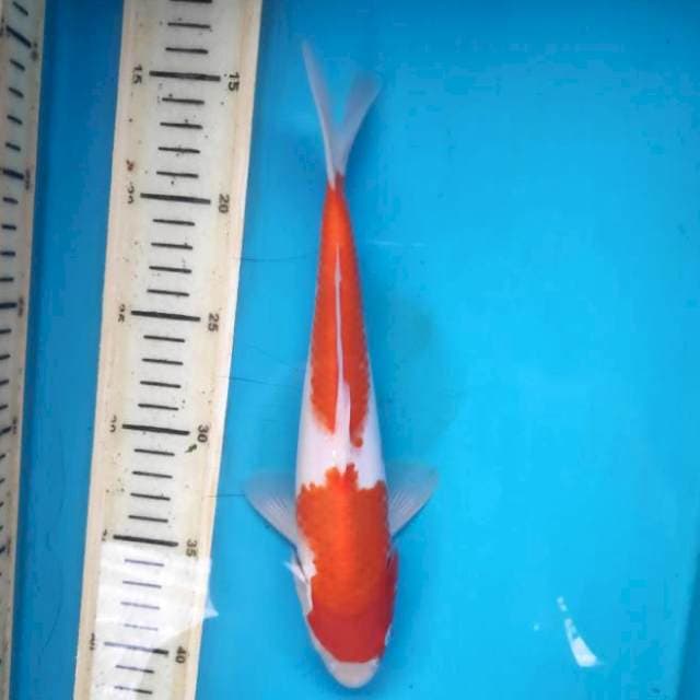 Kohaku 25cm