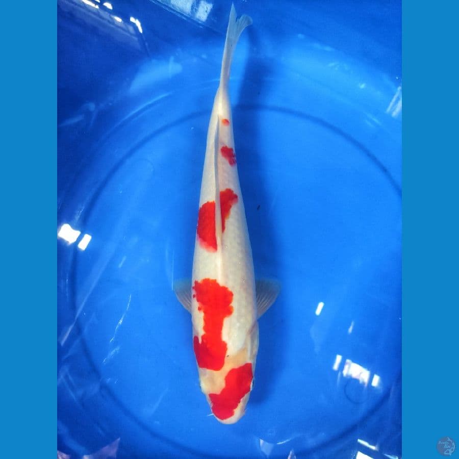 Kohaku 35 cm