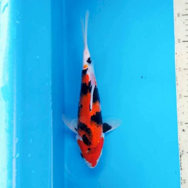 Showa origin 26 cm