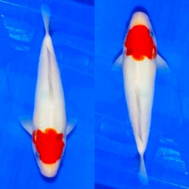 🏅Tancho Kohaku, 30bu original