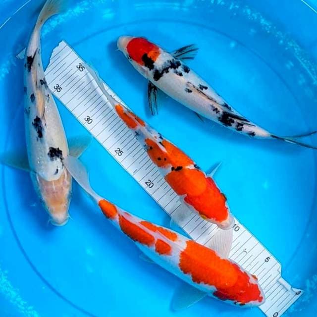 kohaku sanke