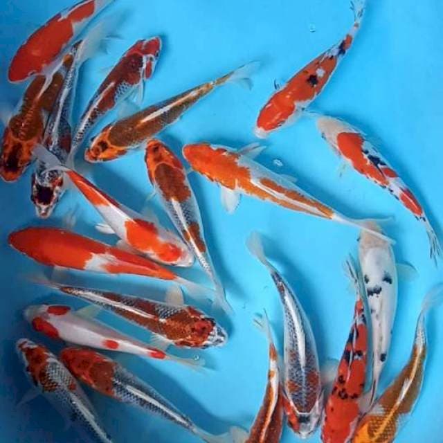 Mix 20e 21-25 cm