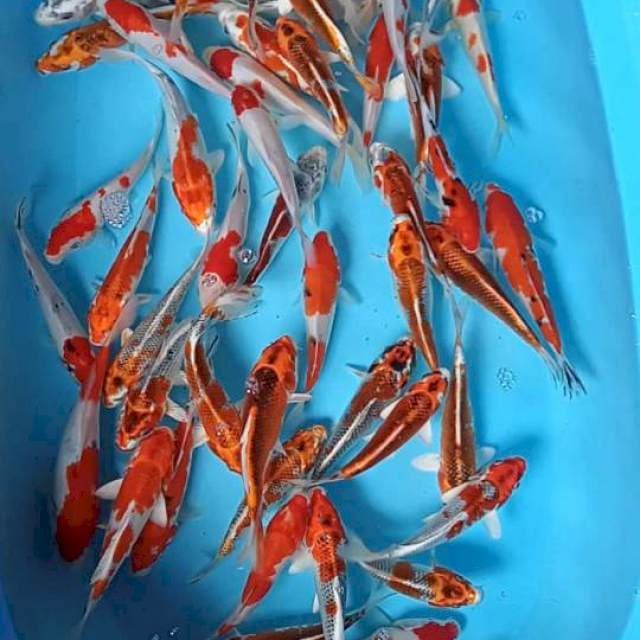 Mix 55e 17-22 cm
