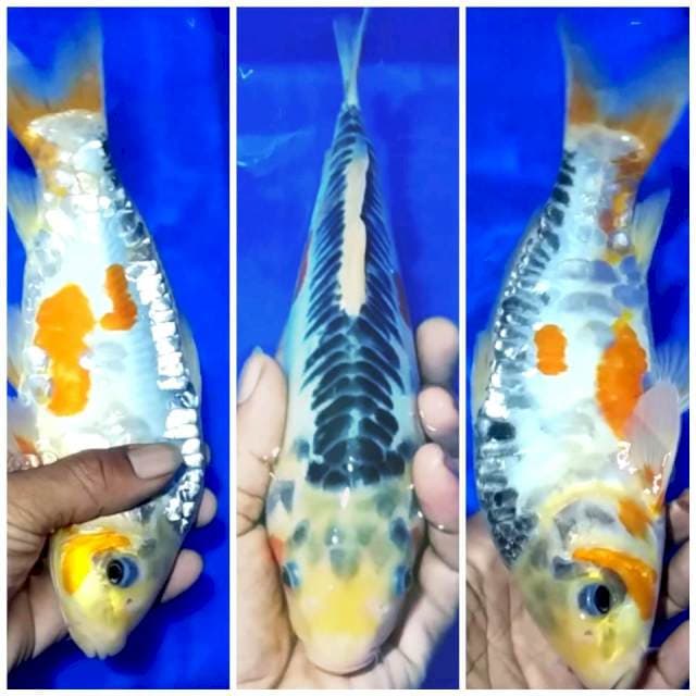 🏅sushui hana, 30bu