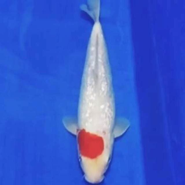 🏅Tancheng kohaku ginrin, 30bu