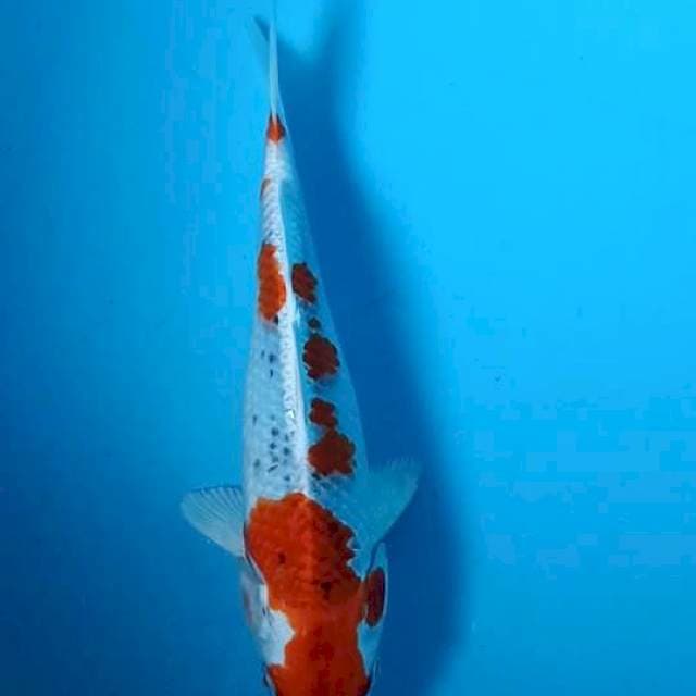 Kujaku 24 cm