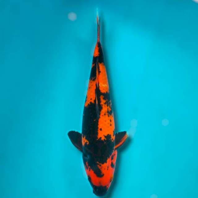 31cm • Hi Utsuri Male