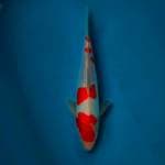 28cm • Kohaku doitsu Male