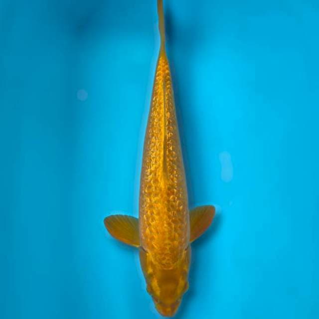 40cm • Caramel ginrin Male