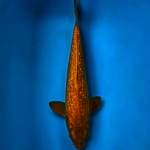 40cm • Caramel ginrin Male