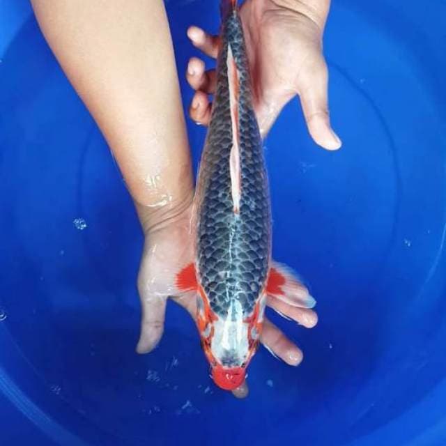 asagi 40cm