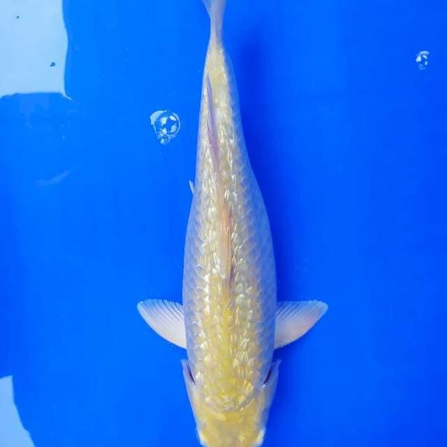 Karashi ginrin 30 cm