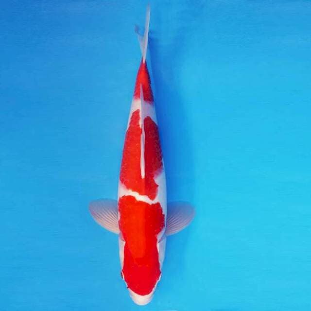 BANZAI 7 ~ KOHAKU 3 STEPS ™