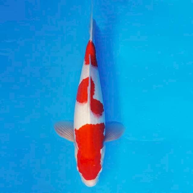 BANZAI 11 ~ KOHAKU 3 STEPS ™