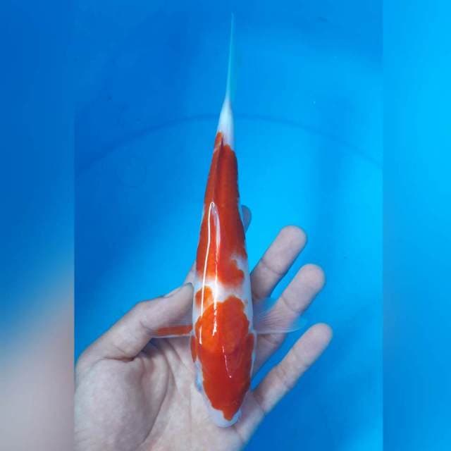 KOHAKU