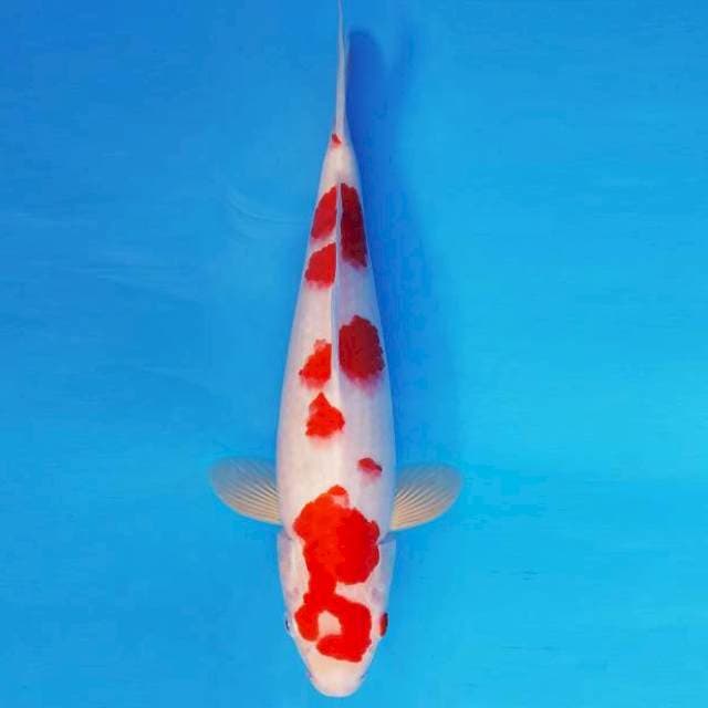 BANZAI 14 ~ KOHAKU ANTIQ ™
