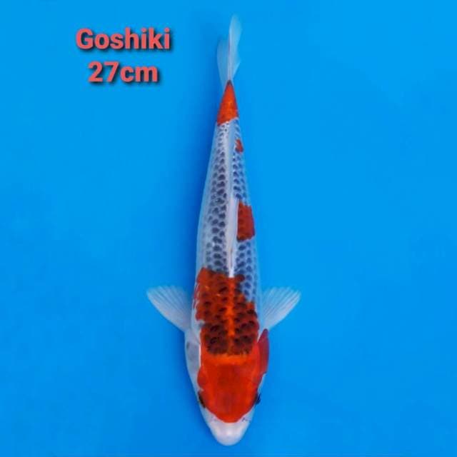 Goshiki strong 27cm
