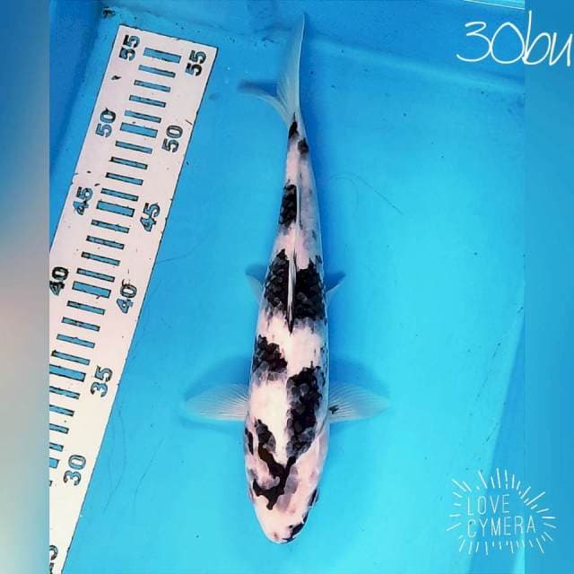 Shiro 30cm