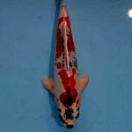 BB 01_ HQ benikikouryu 31 cm 