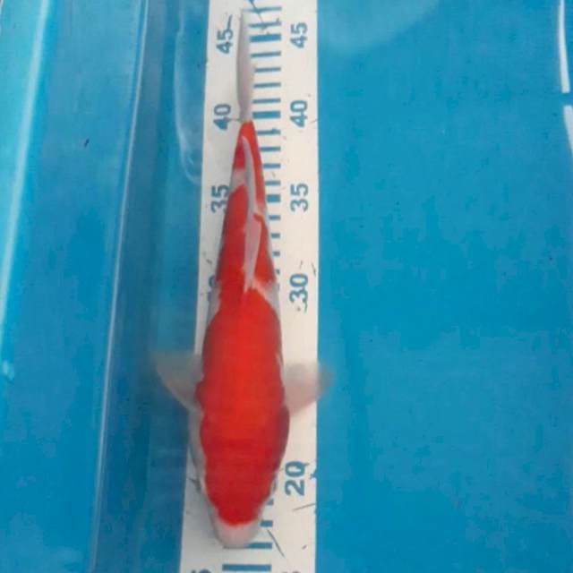 Kohaku 26 cm