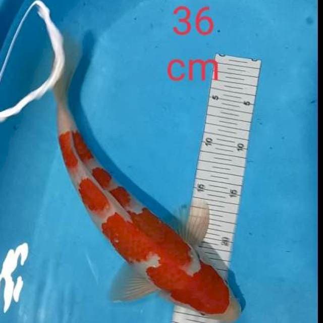 Kohakhu 36cm