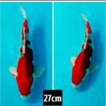 Goshiki super red merah darah