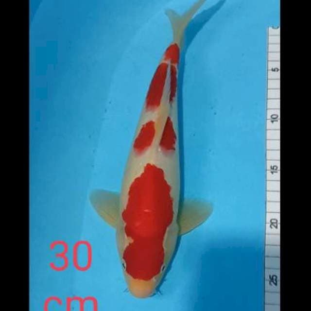 Kohakhu 30cm