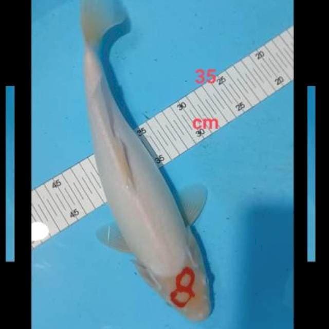 Kohaku 35 cm bersih