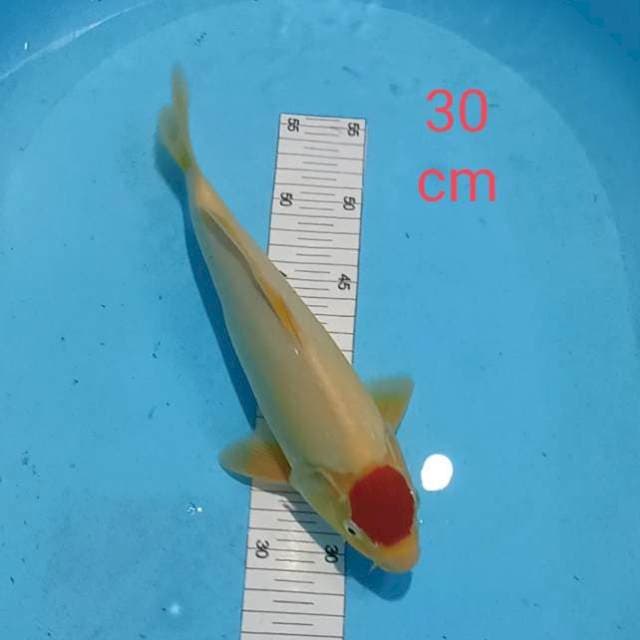 Tanco kohaku strong 30cm