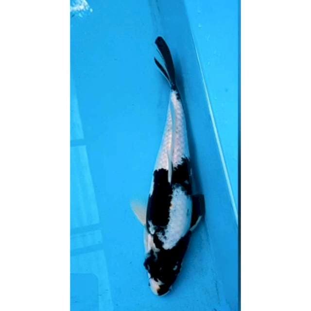 Shiro M Pekat tulang lebar