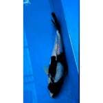 Shiro M Pekat tulang lebar