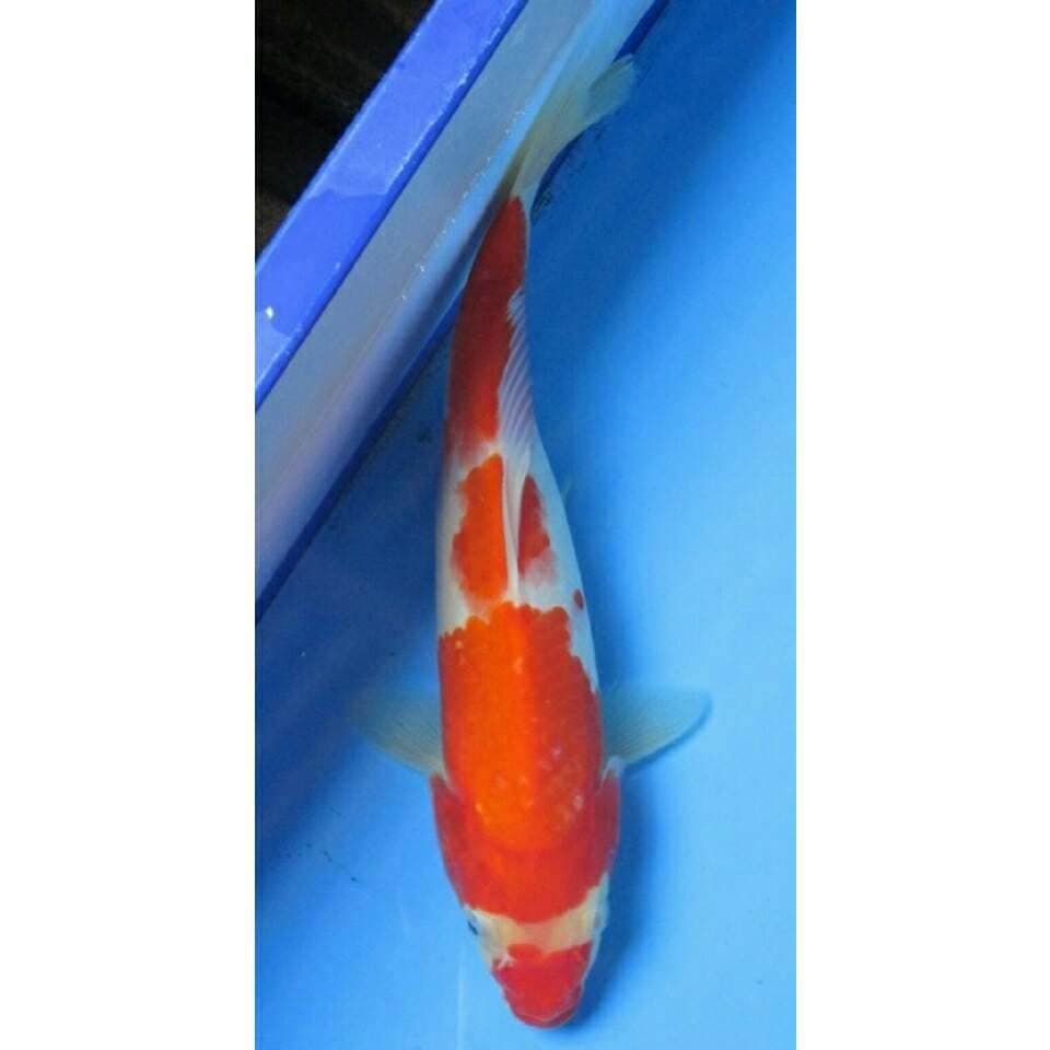 KOHAKU