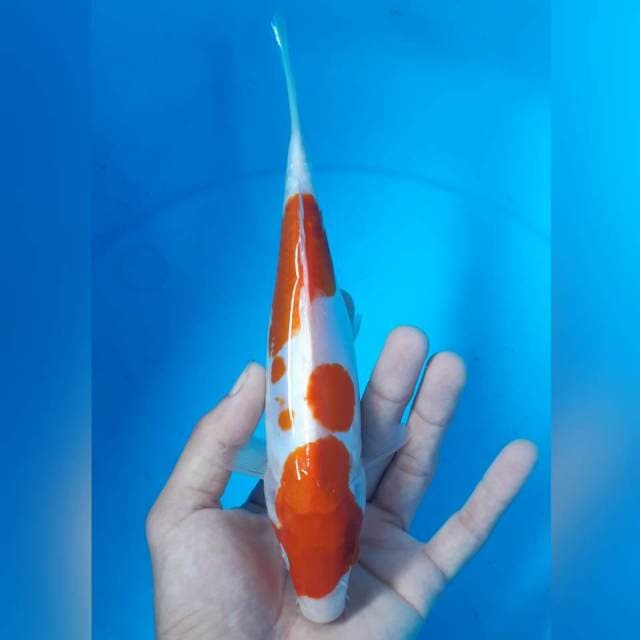 KOHAKU DOITSU 