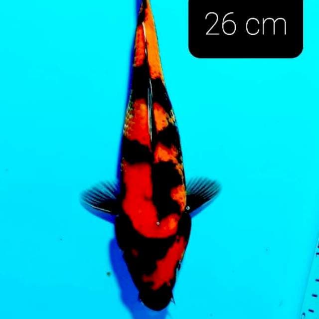 Grade A hishowa 26 cm