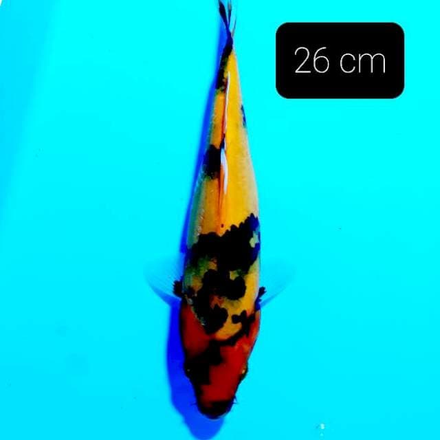 Ki showa 26 cm