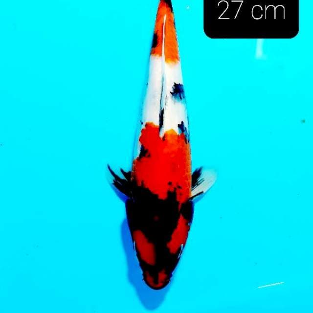 Showa 27 cm