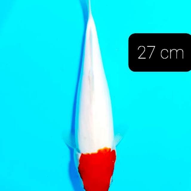 Tancho ori 27 cm