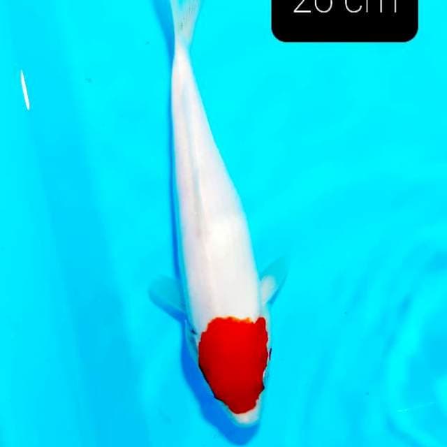 Tancho ori 26 cm
