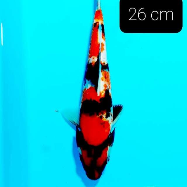 Showa 26 cm