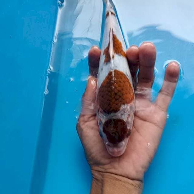 Goromo