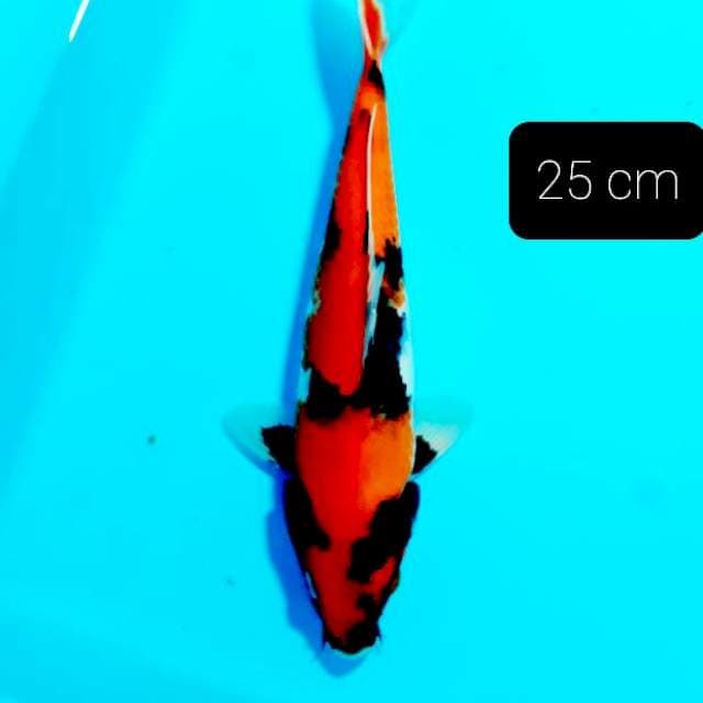 Hishowa 25 cm