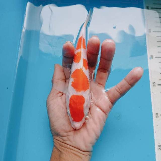 Kohaku