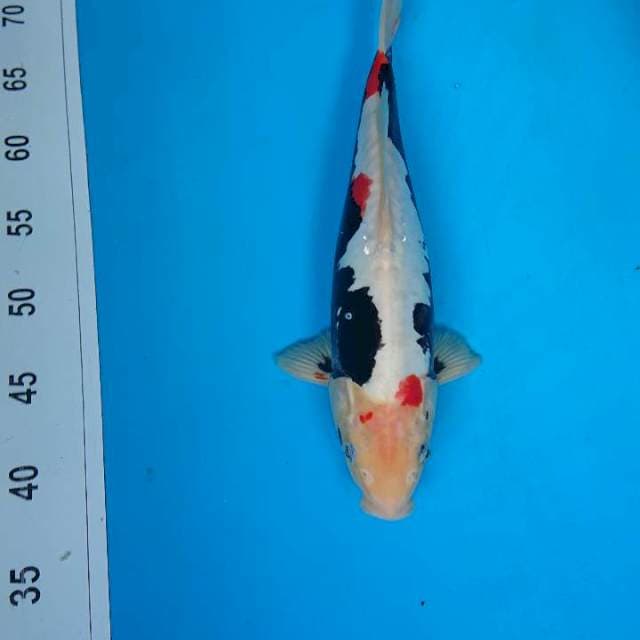 Benikumon 32 cm
